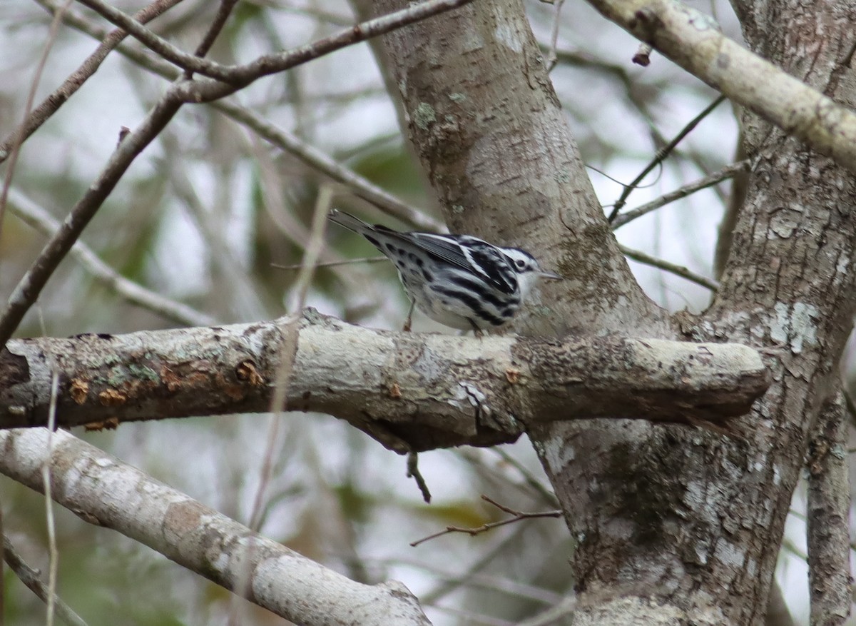 Black-and-white Warbler - ML613832973