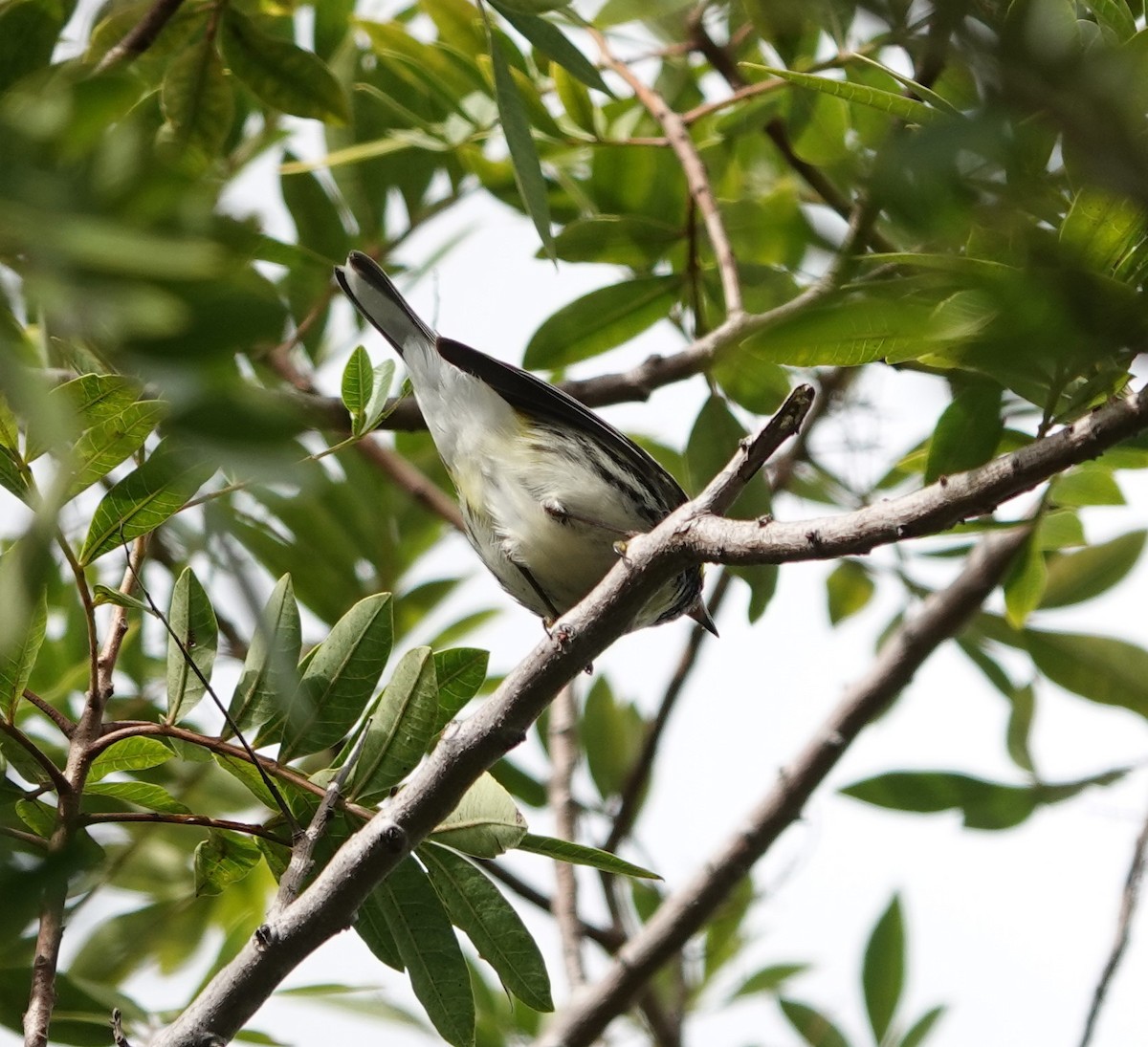 Black-throated Green Warbler - ML613833366
