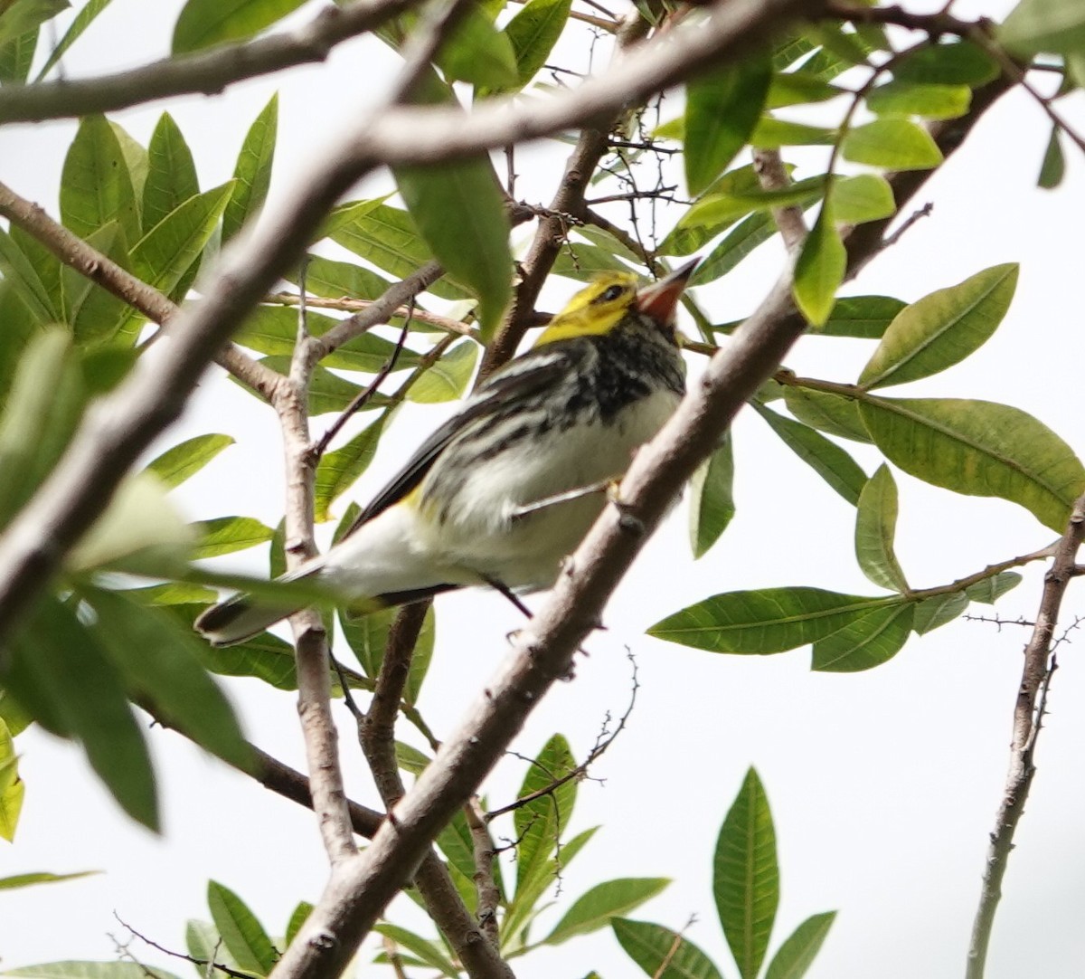 Black-throated Green Warbler - ML613833368