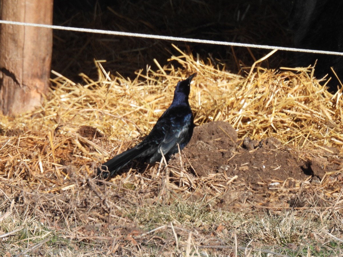 Great-tailed Grackle - ML613833798