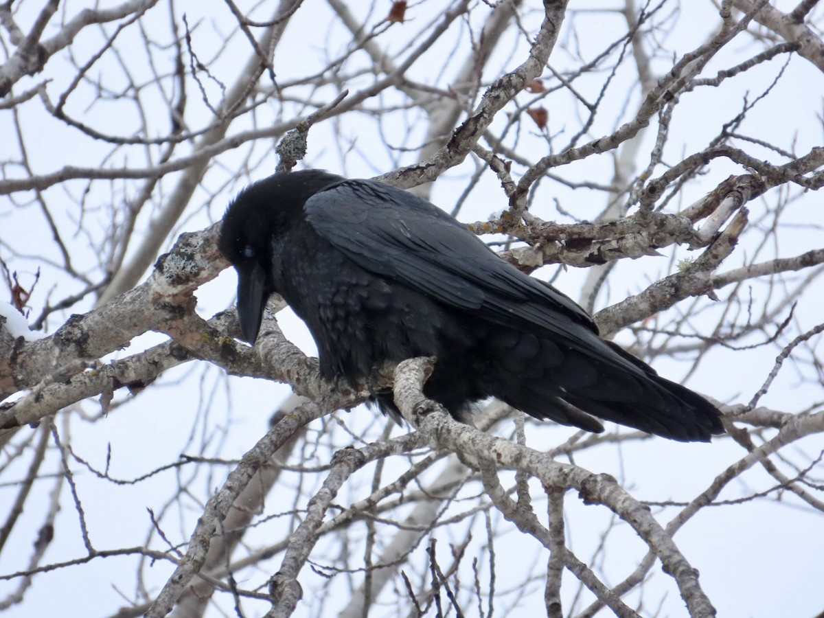 Common Raven - ML613834459