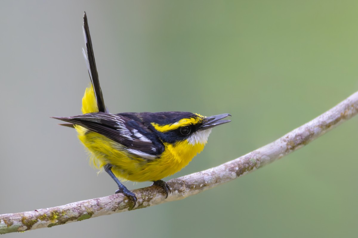 Yellow-breasted Boatbill - ML613834480