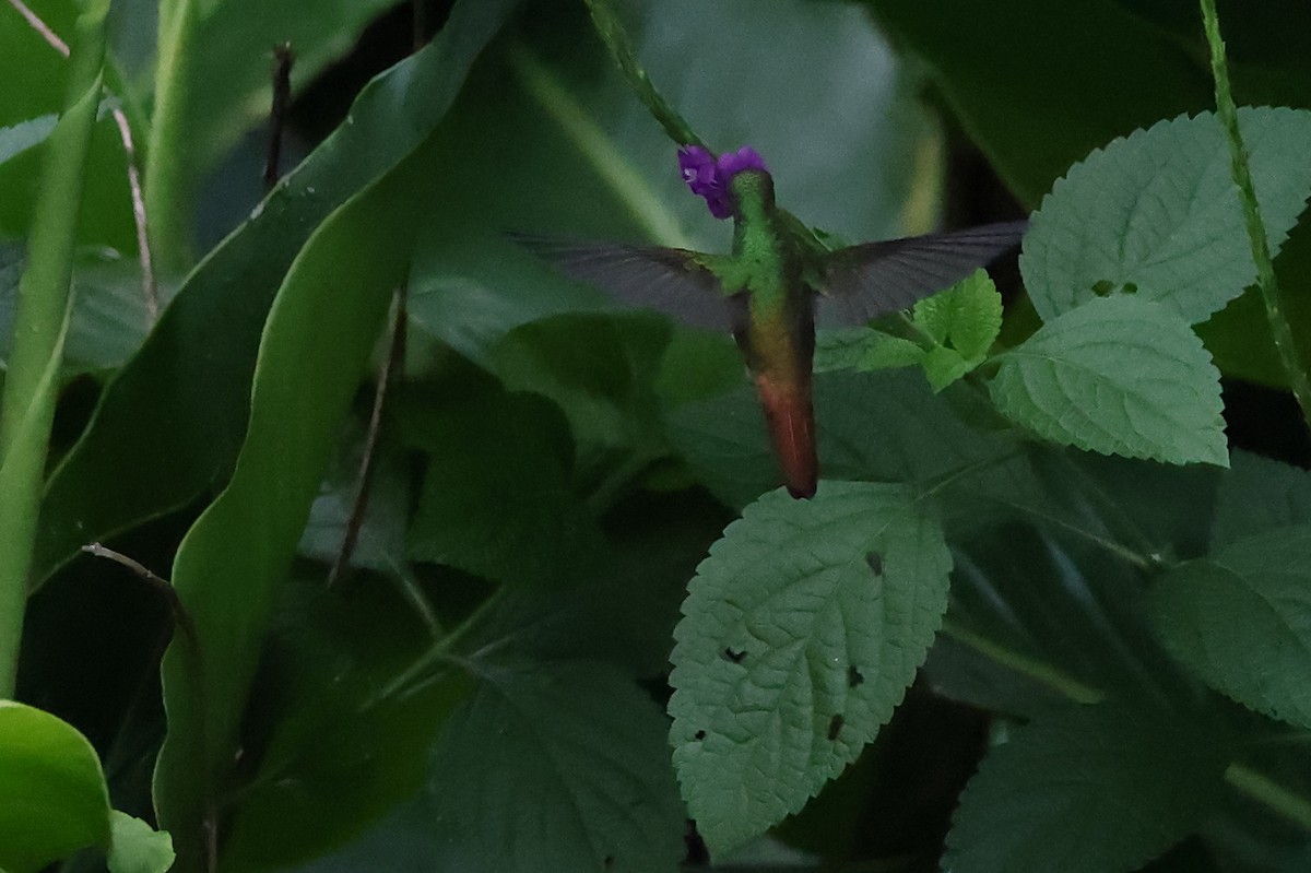 Rufous-tailed Hummingbird - ML613834671
