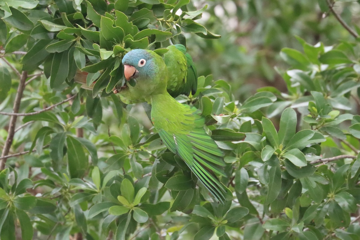 Blue-crowned Parakeet - Mike Farnworth