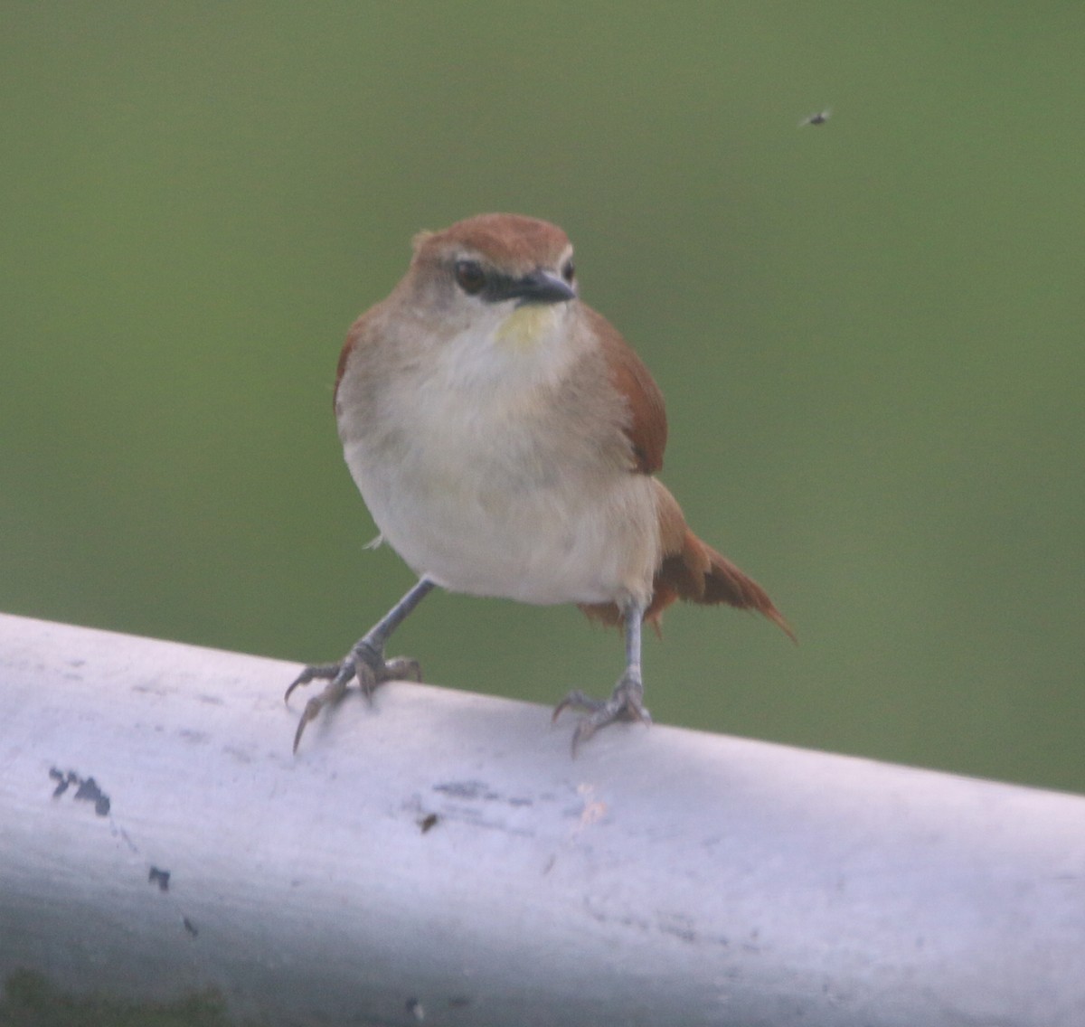 Yellow-chinned Spinetail - ML613834922