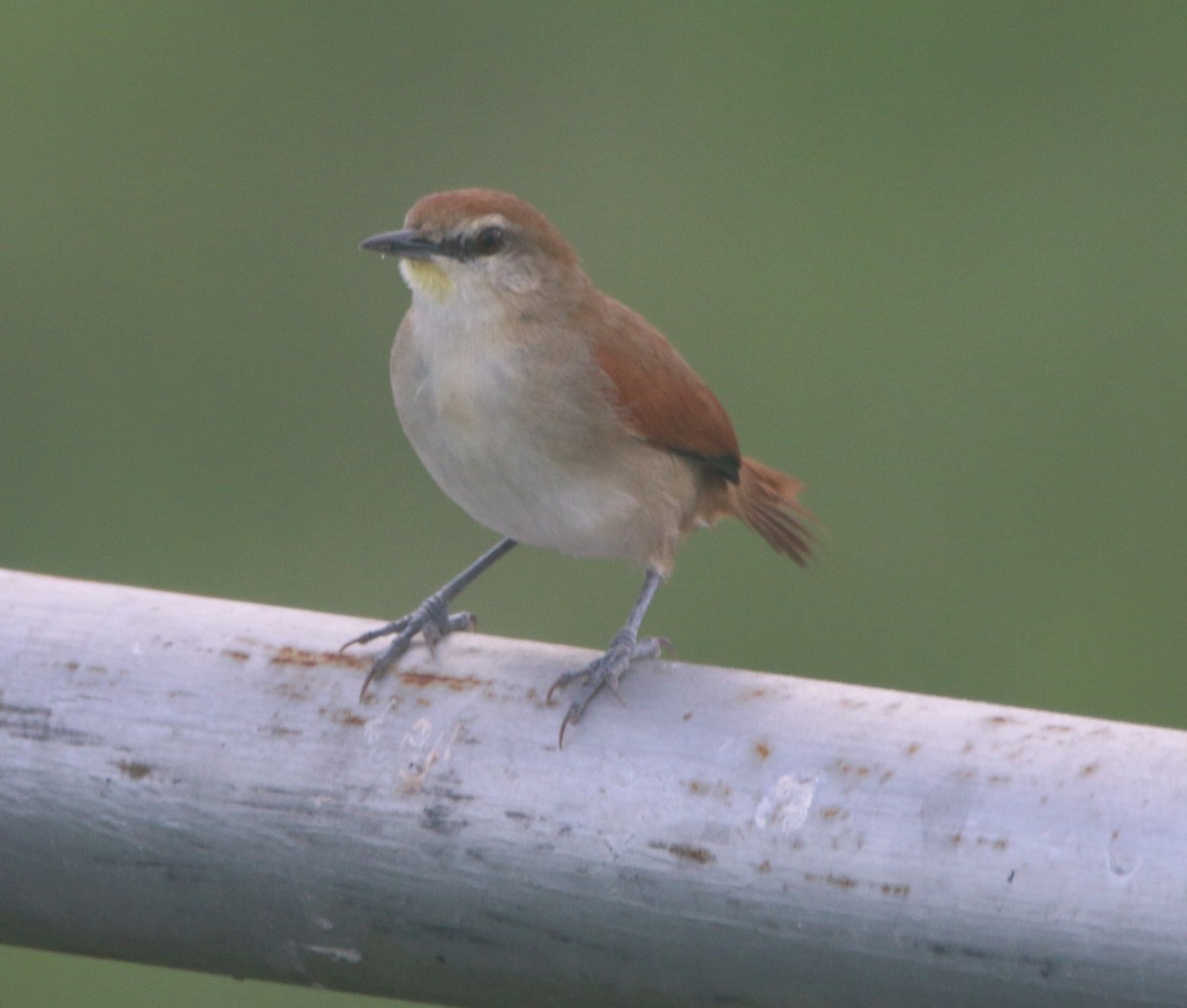 Yellow-chinned Spinetail - ML613834923