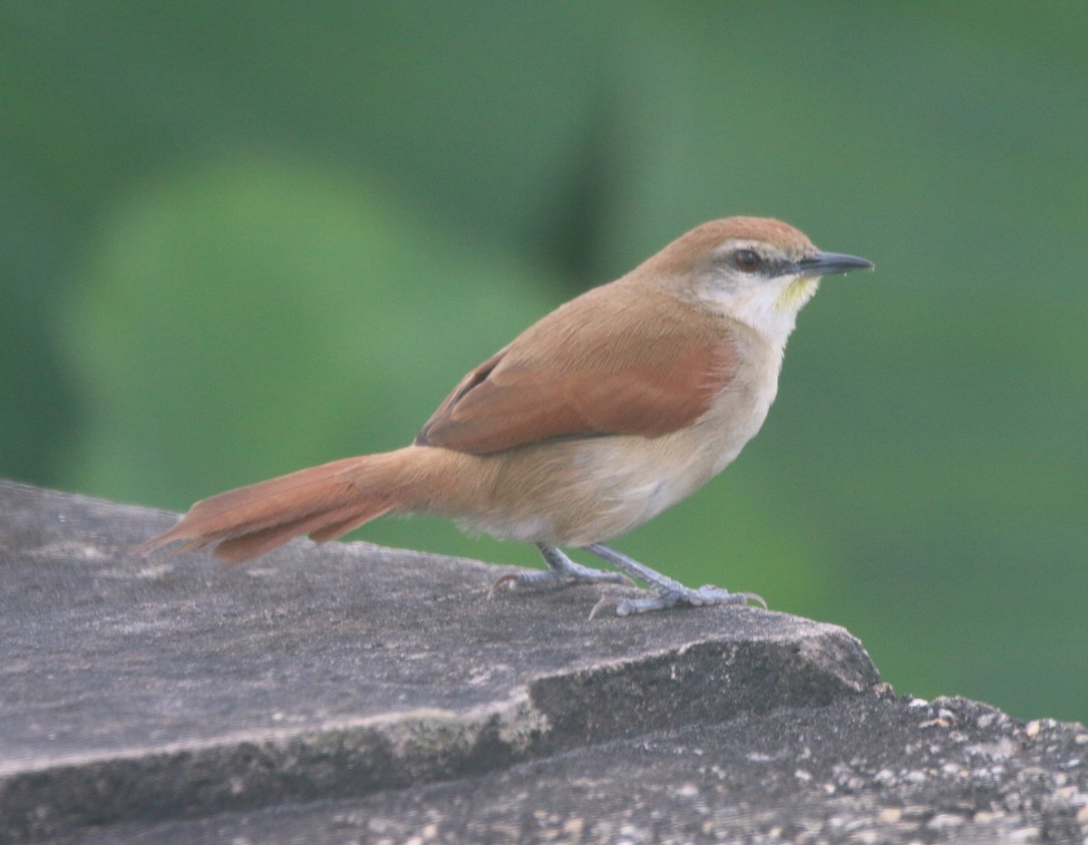 Yellow-chinned Spinetail - ML613834924