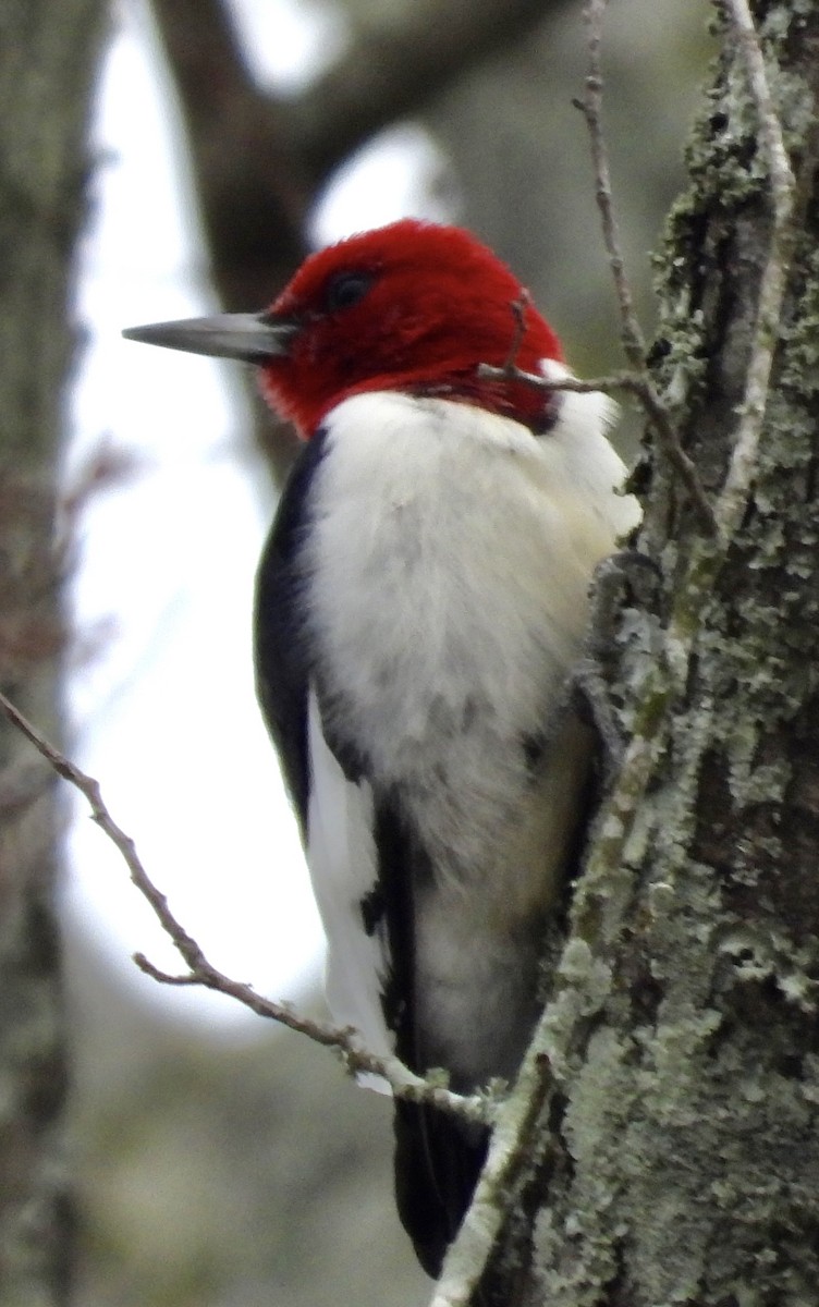 Red-headed Woodpecker - ML613835110