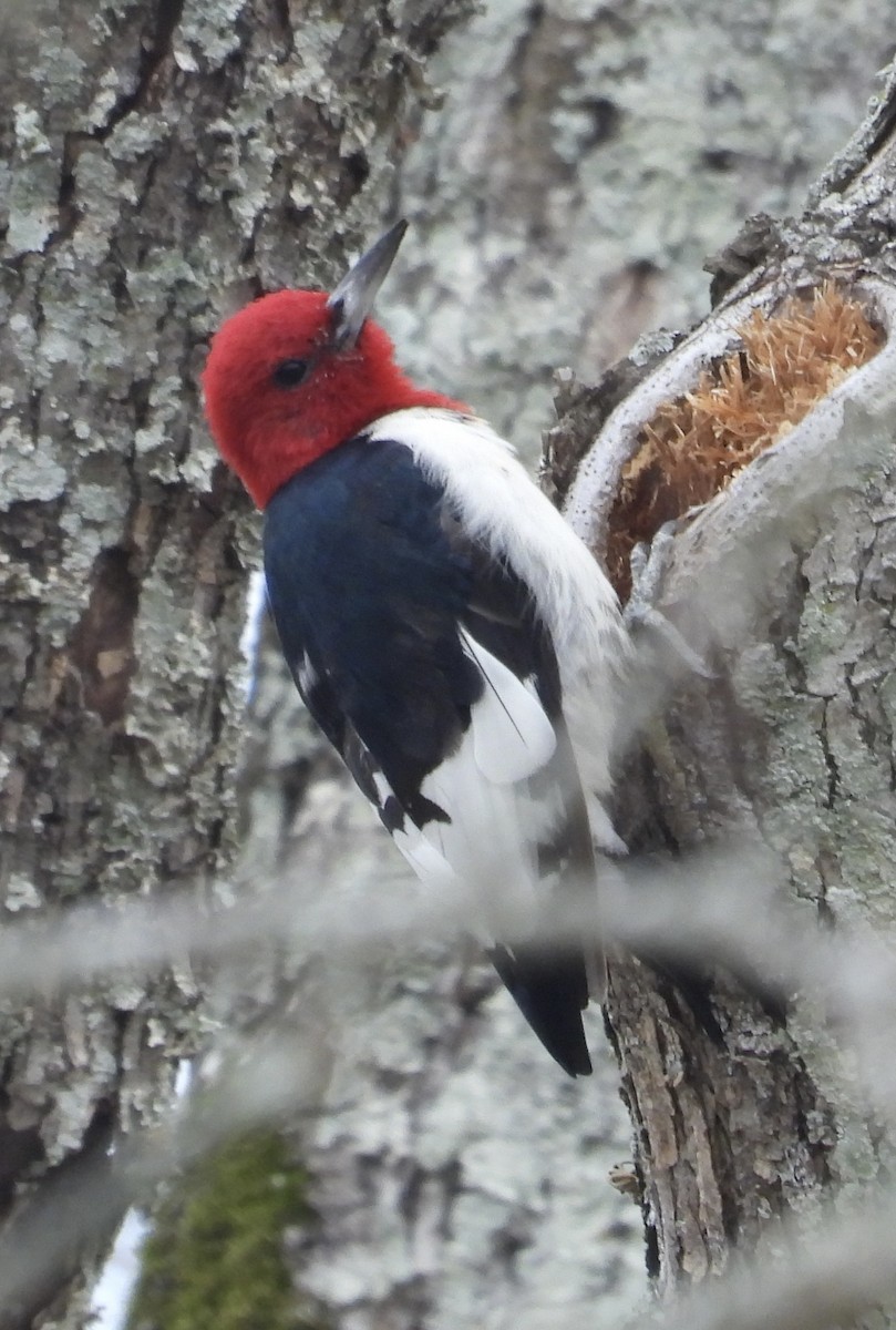 Red-headed Woodpecker - ML613835111