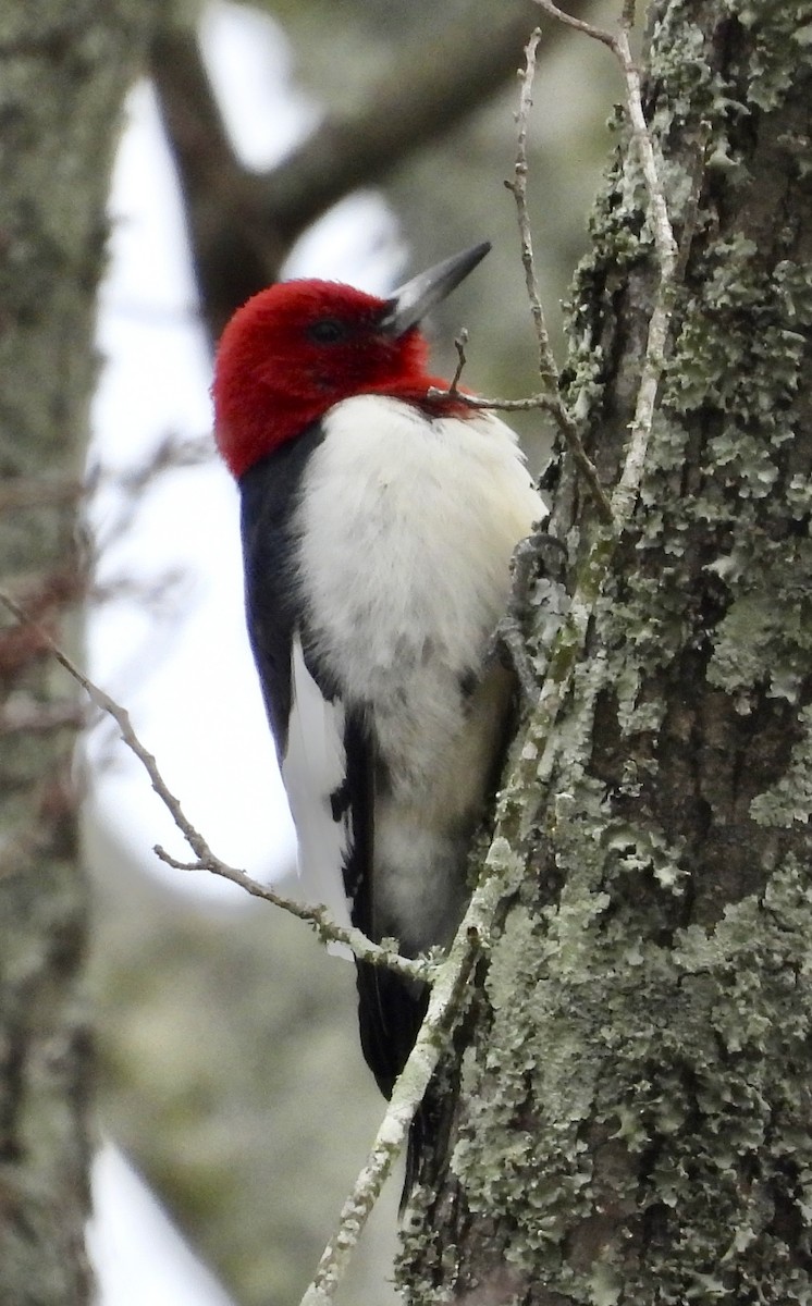 Red-headed Woodpecker - ML613835112