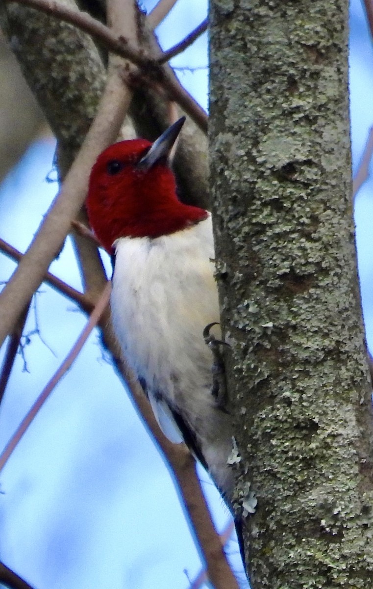 Red-headed Woodpecker - Michele Giroir