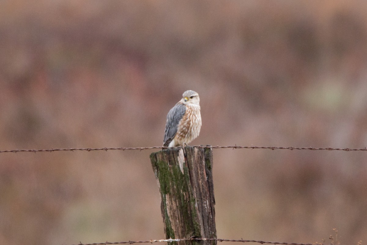 eBird Checklist 21 Jan 2024 French Valley Wildlife Area 20 species