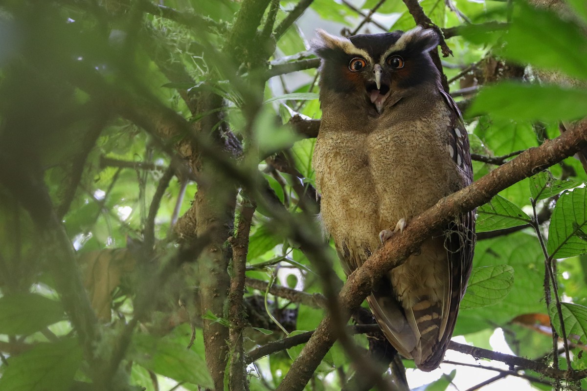 Crested Owl - ML613835312