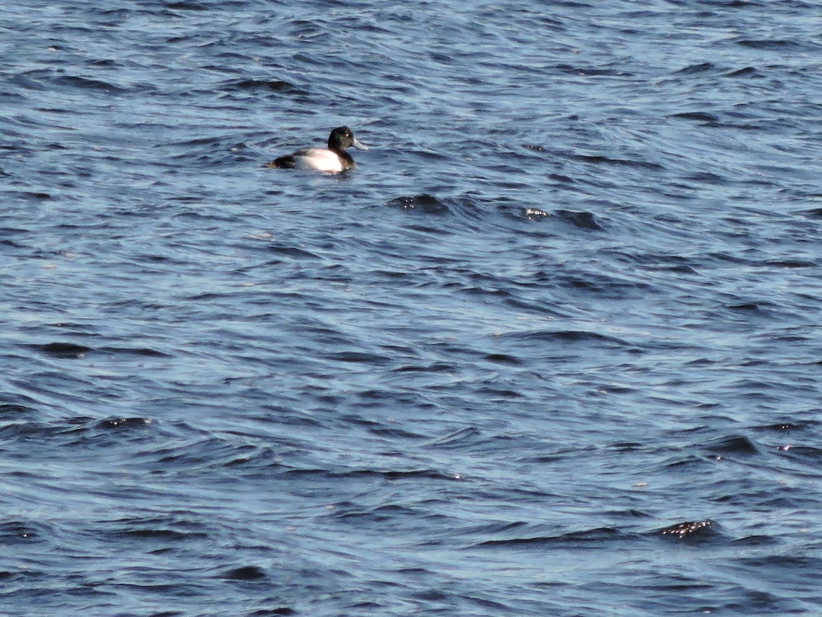 Greater Scaup - ML613835407
