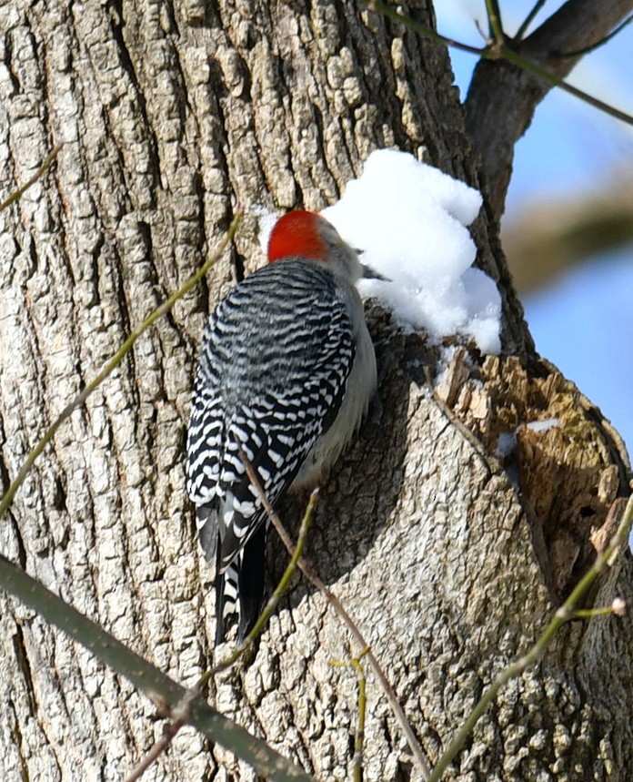 Red-bellied Woodpecker - ML613835476