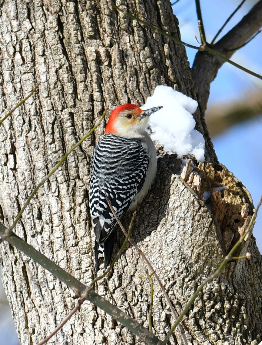 Red-bellied Woodpecker - ML613835477