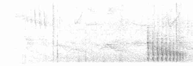 Graurücken-Dickichtschlüpfer - ML613835603