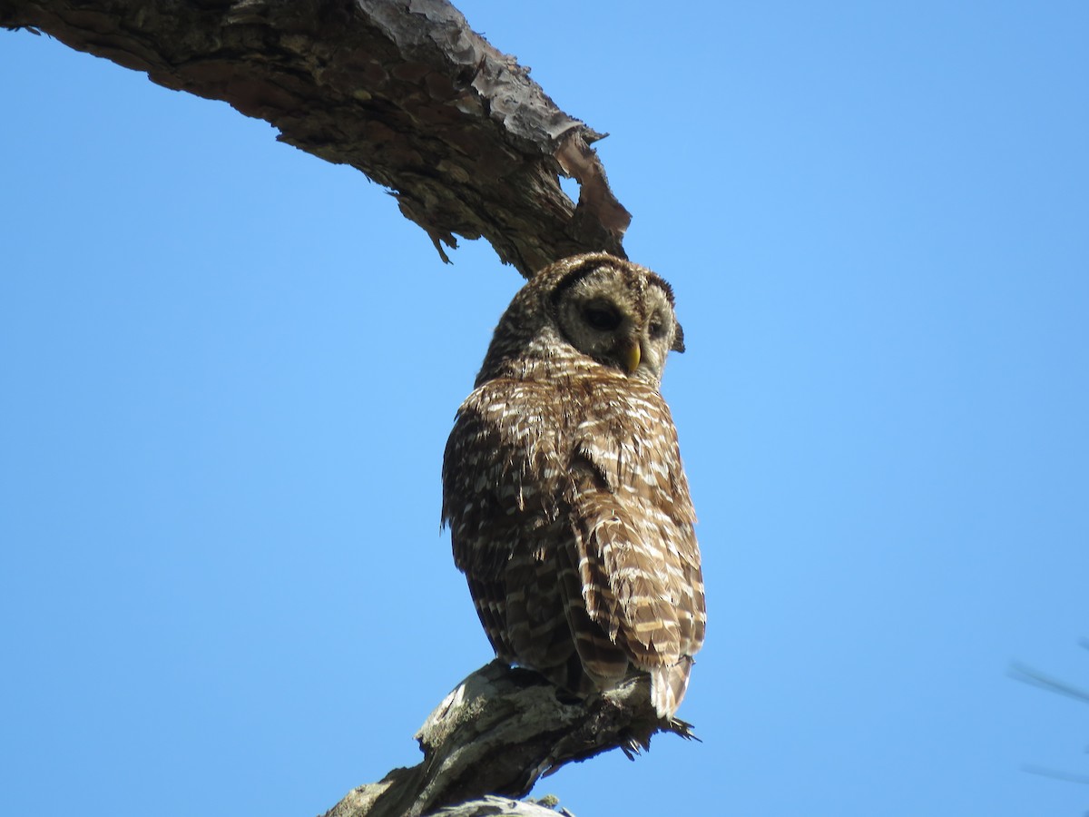 Barred Owl - ML61383561