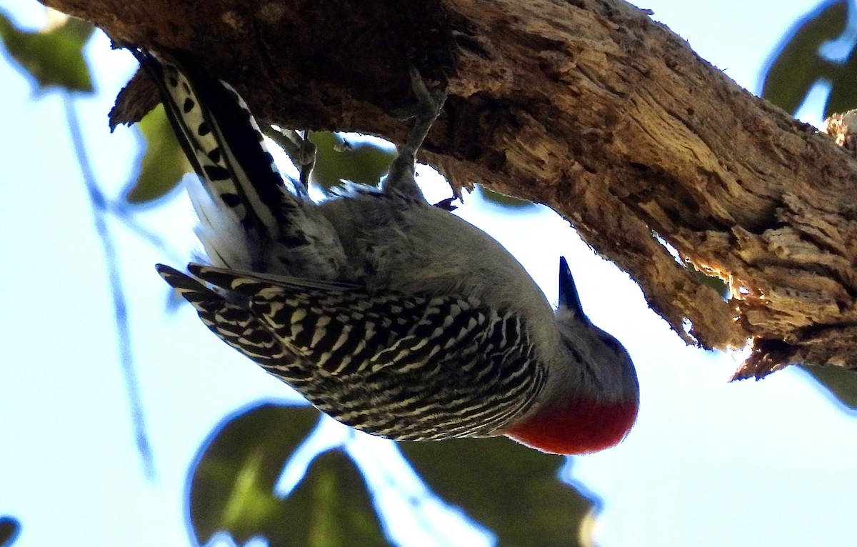 Red-bellied Woodpecker - ML613835673