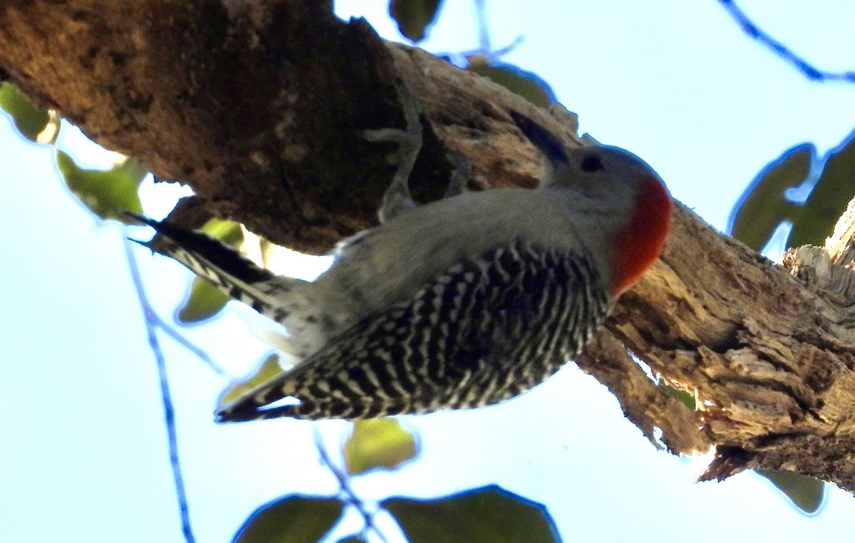 Red-bellied Woodpecker - ML613835674