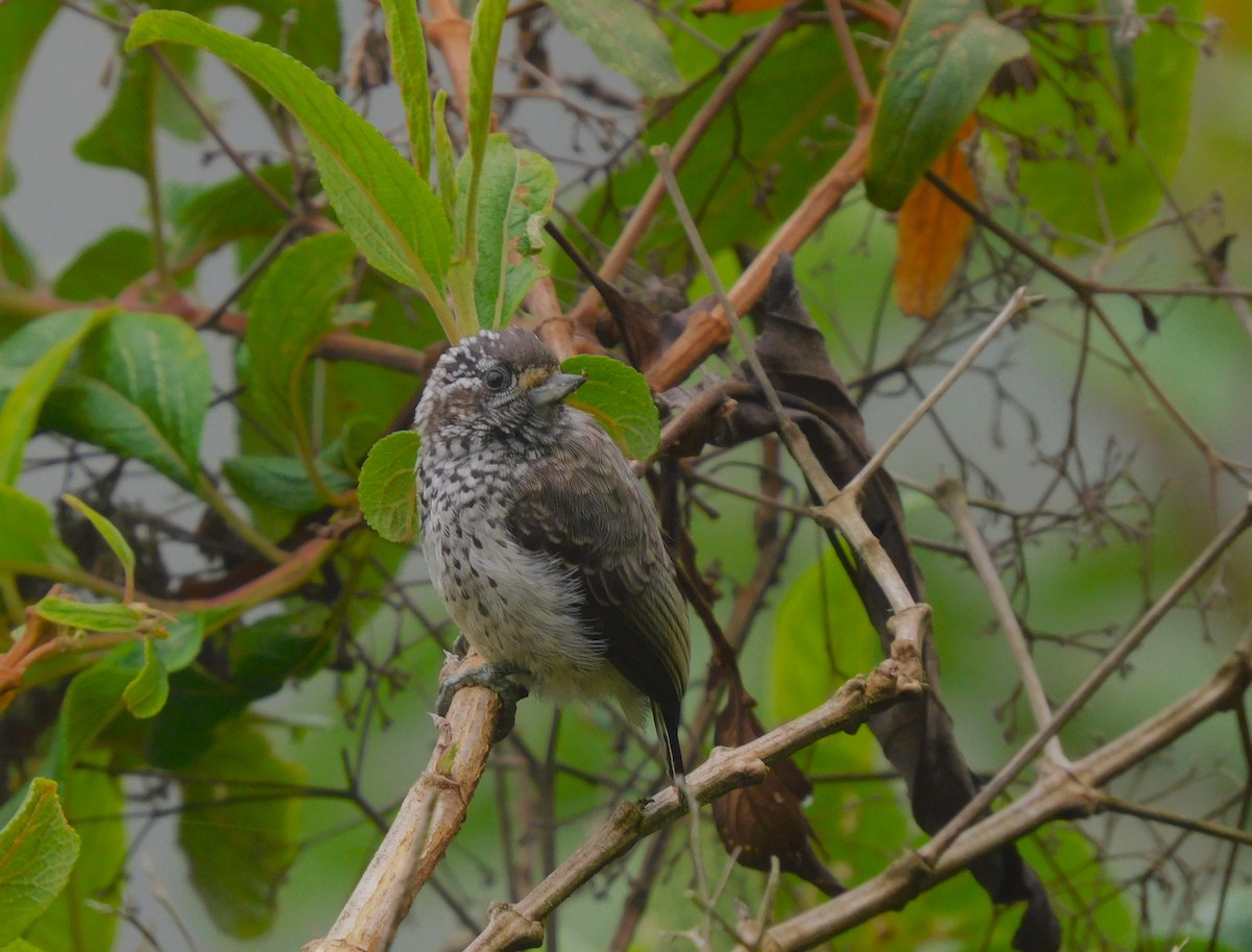 Ocellated Piculet - ML613835711