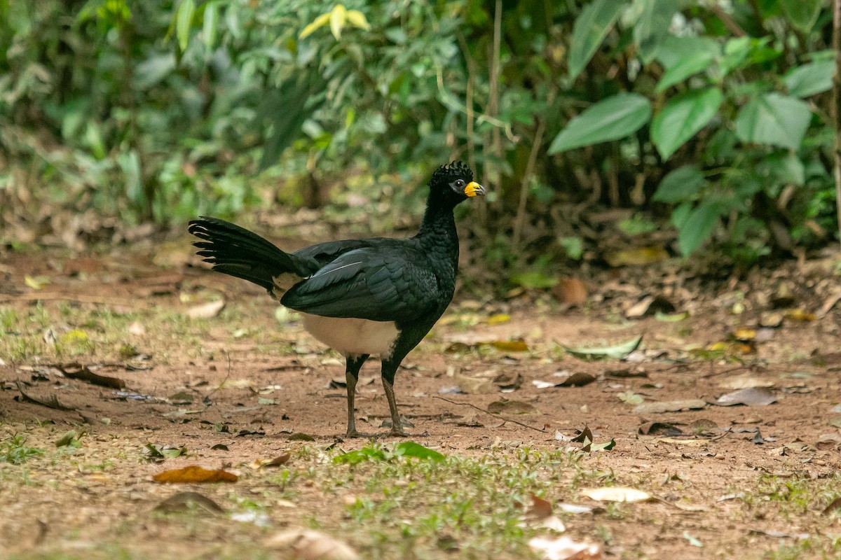 Bare-faced Curassow - ML613835772