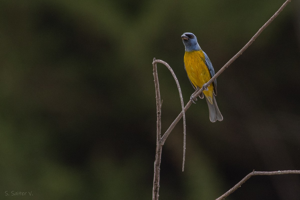 Blue-and-yellow Tanager - ML613836198