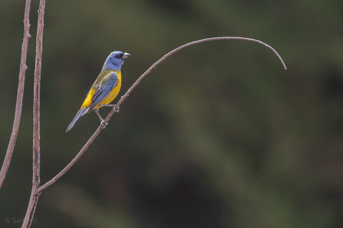 Blue-and-yellow Tanager - ML613836199