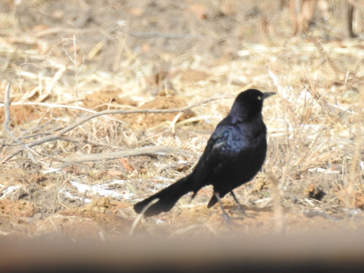 Great-tailed Grackle - ML613836489