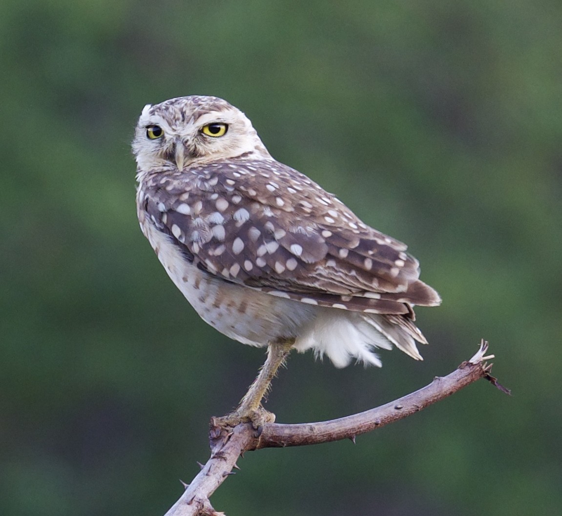 Burrowing Owl (grallaria) - ML613837391