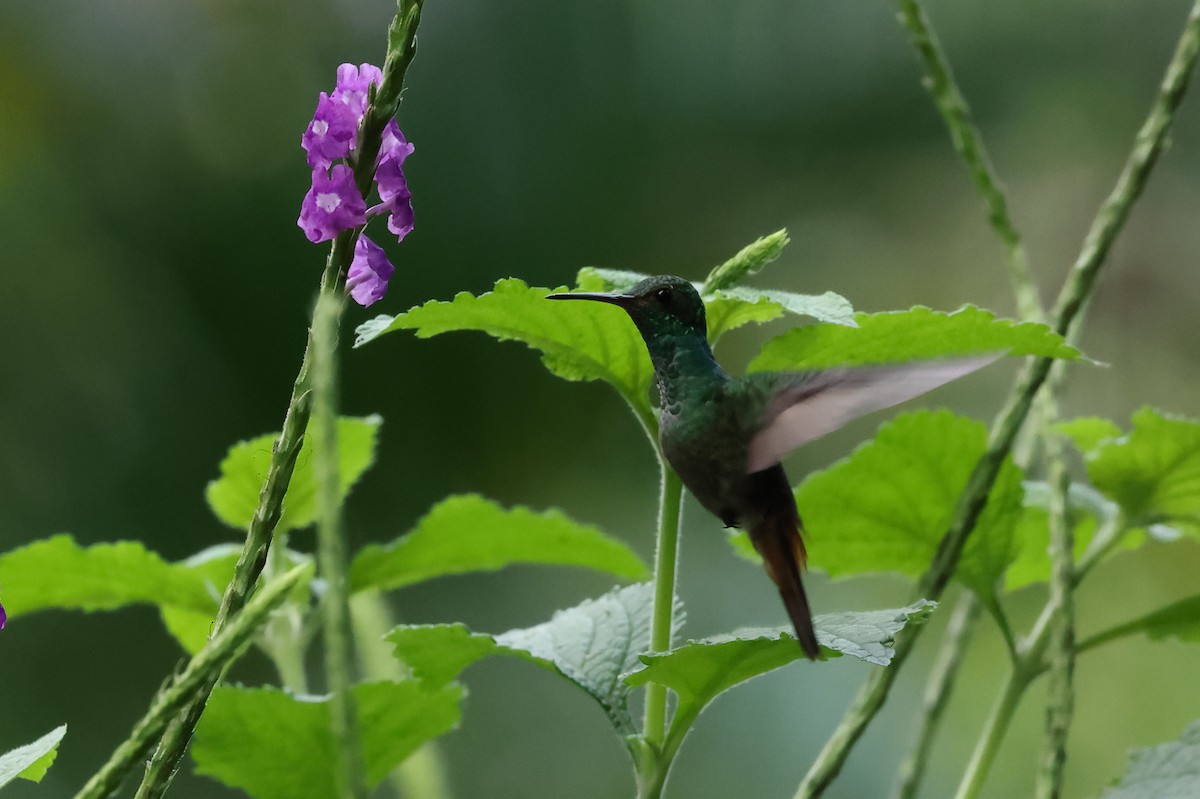 Rufous-tailed Hummingbird - ML613837593