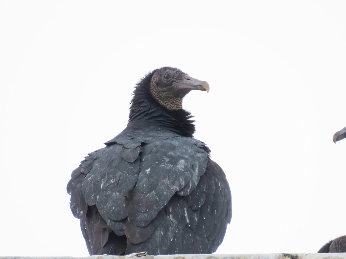 Black Vulture - ML613837955
