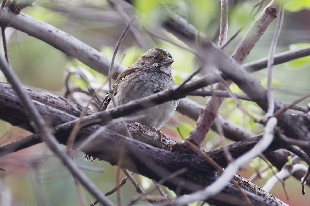White-throated Sparrow - ML613838364