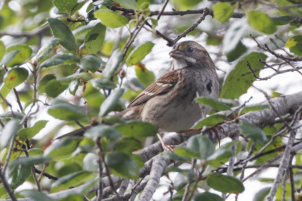 White-throated Sparrow - ML613838365