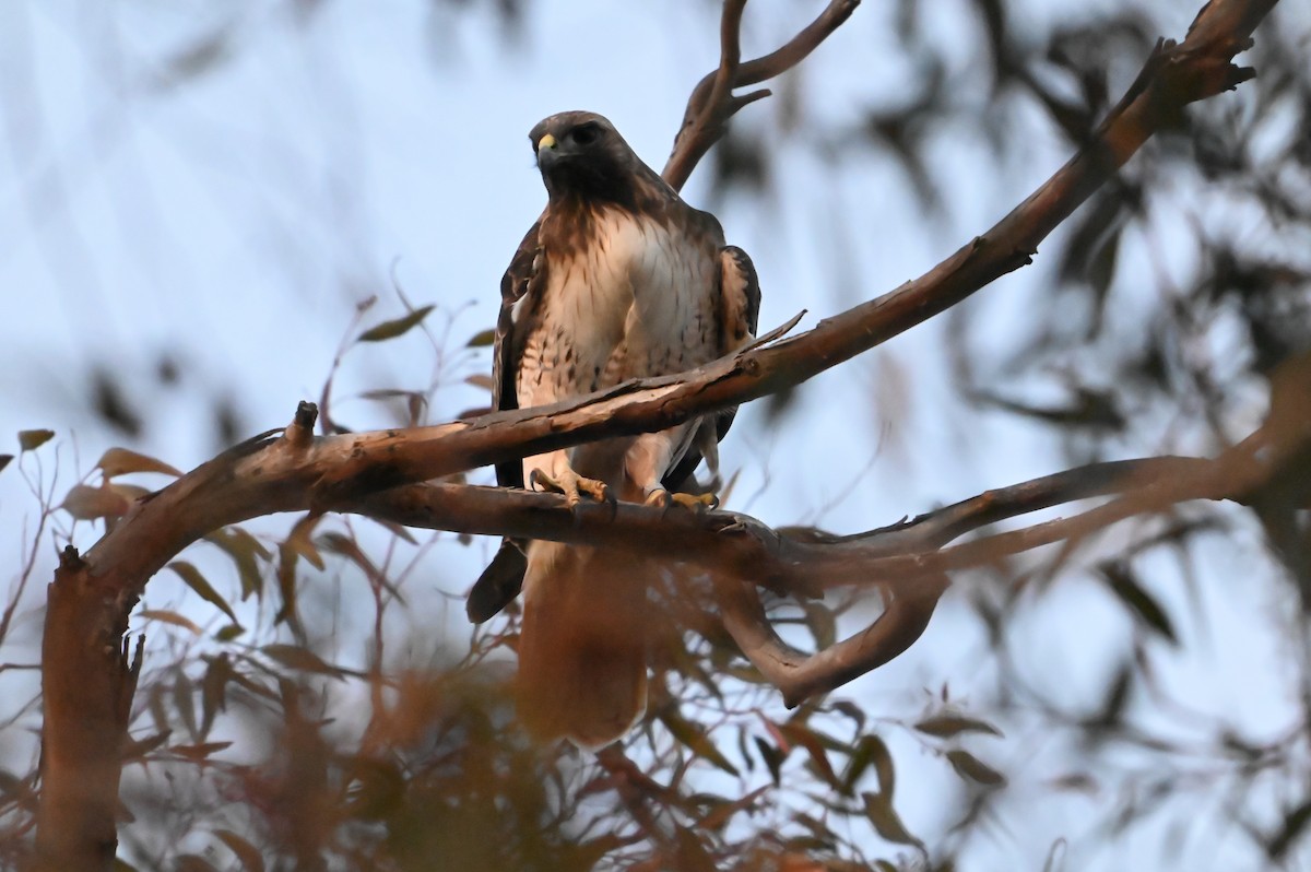 Red-tailed Hawk - ML613839107