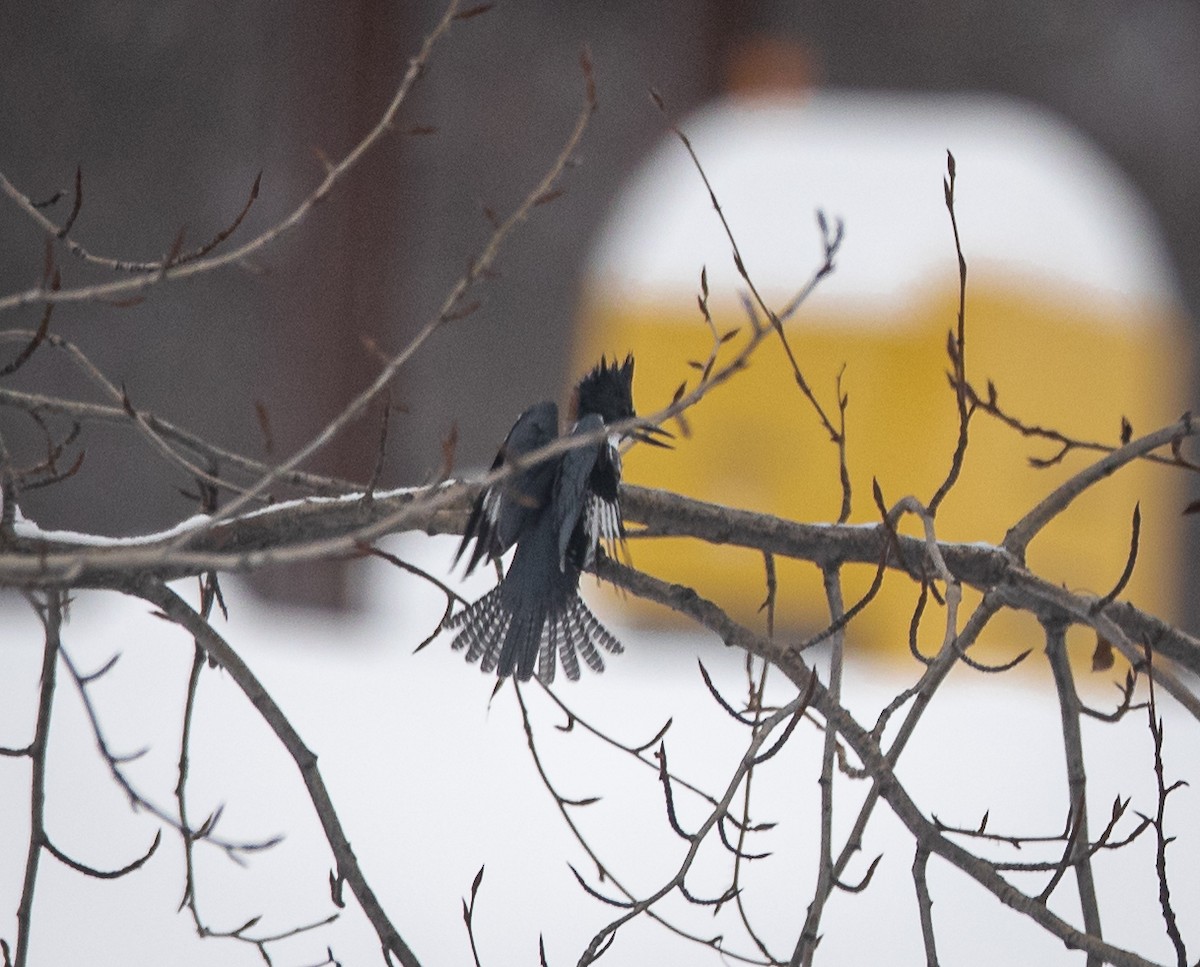 Belted Kingfisher - ML613839149
