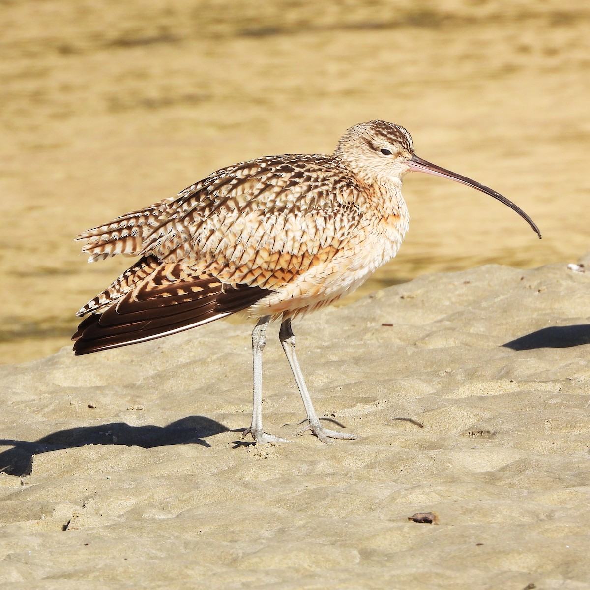 Long-billed Curlew - ML613839175