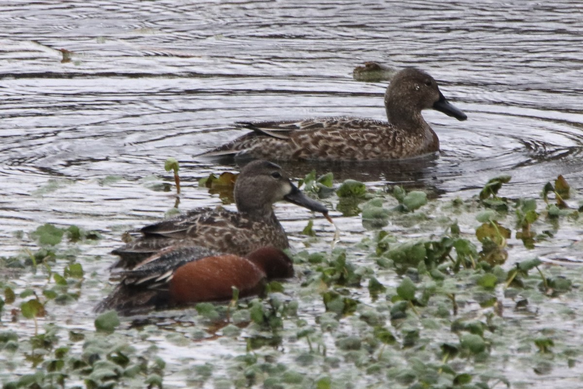 Blue-winged Teal - ML613839214