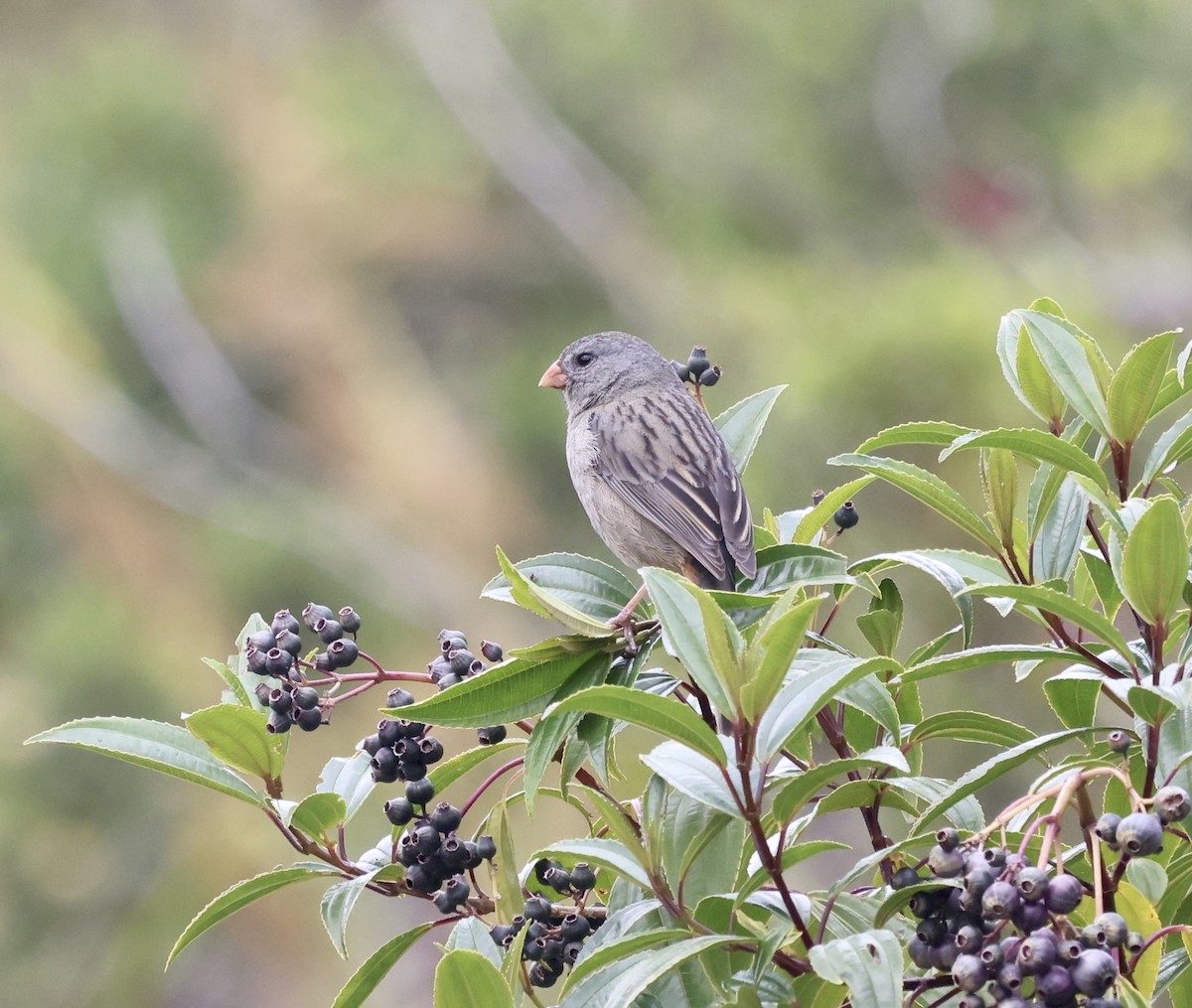 Plain-colored Seedeater - ML613839500