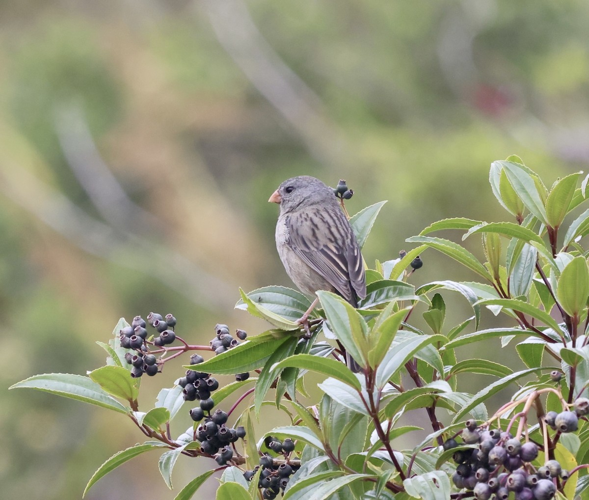 Plain-colored Seedeater - ML613839501