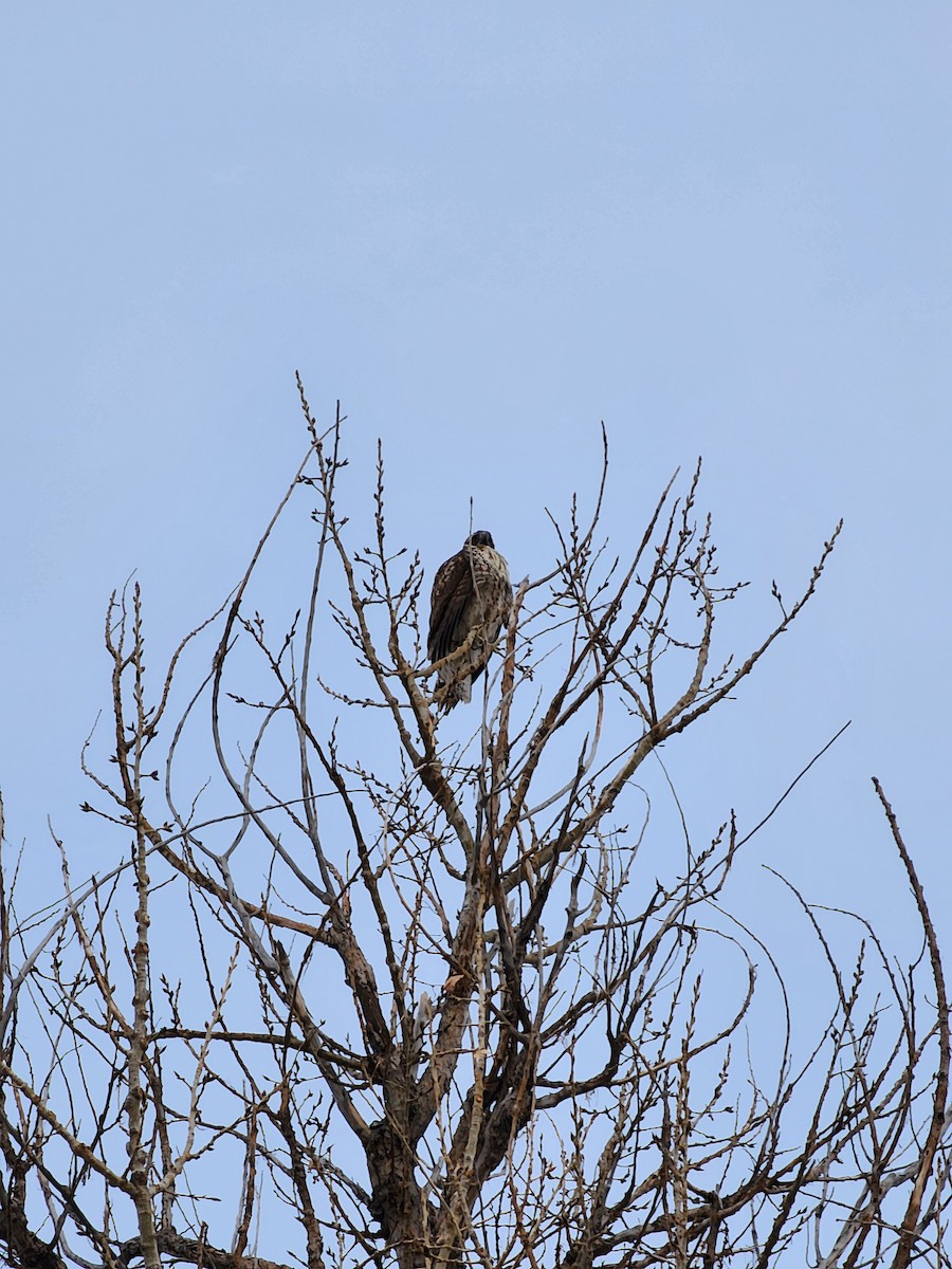 Red-tailed Hawk - ML613839507