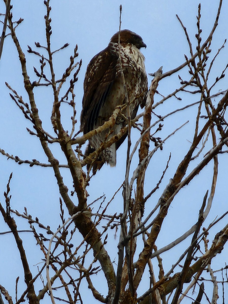 Red-tailed Hawk - ML613839516