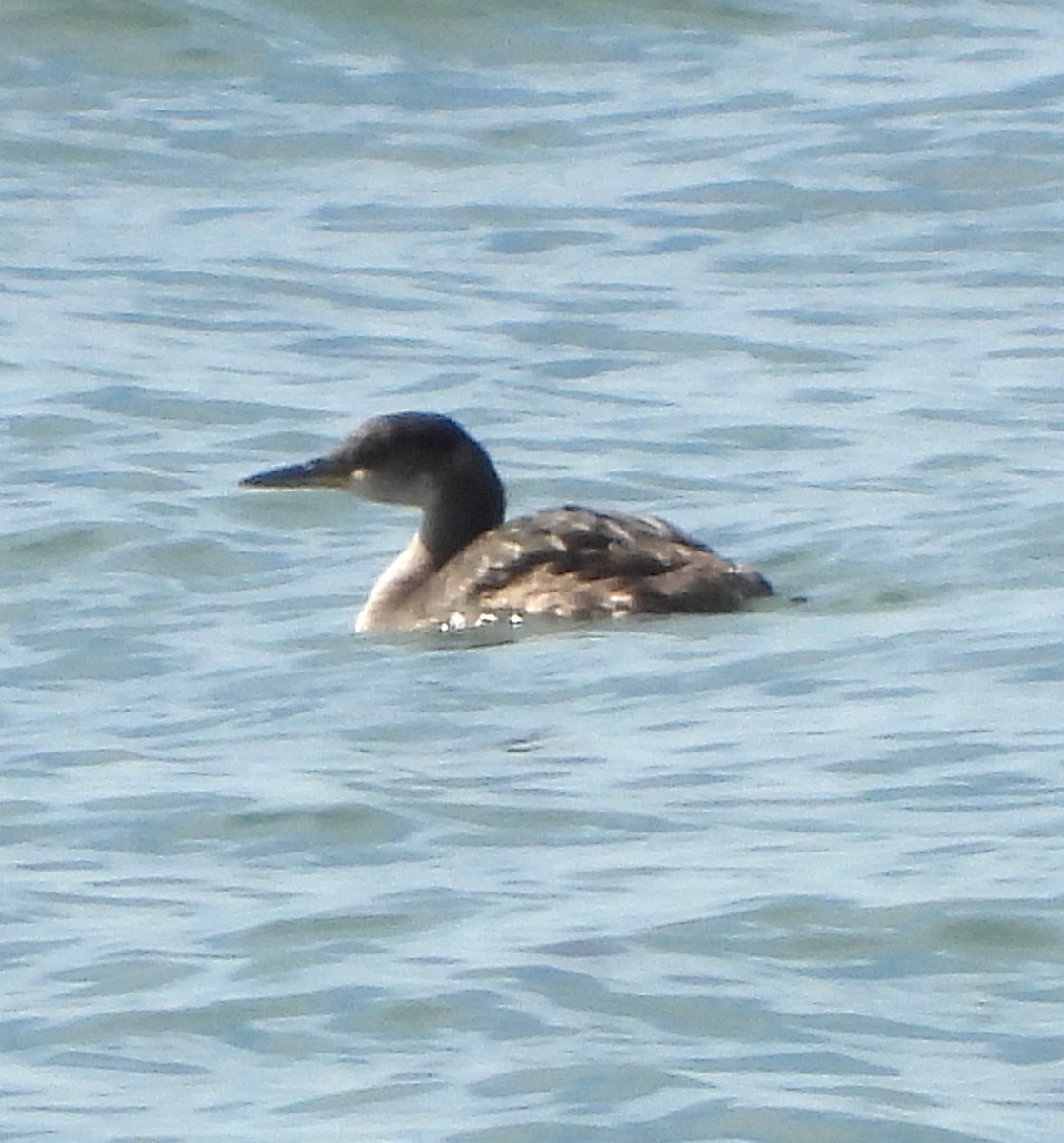 Red-necked Grebe - ML613839535
