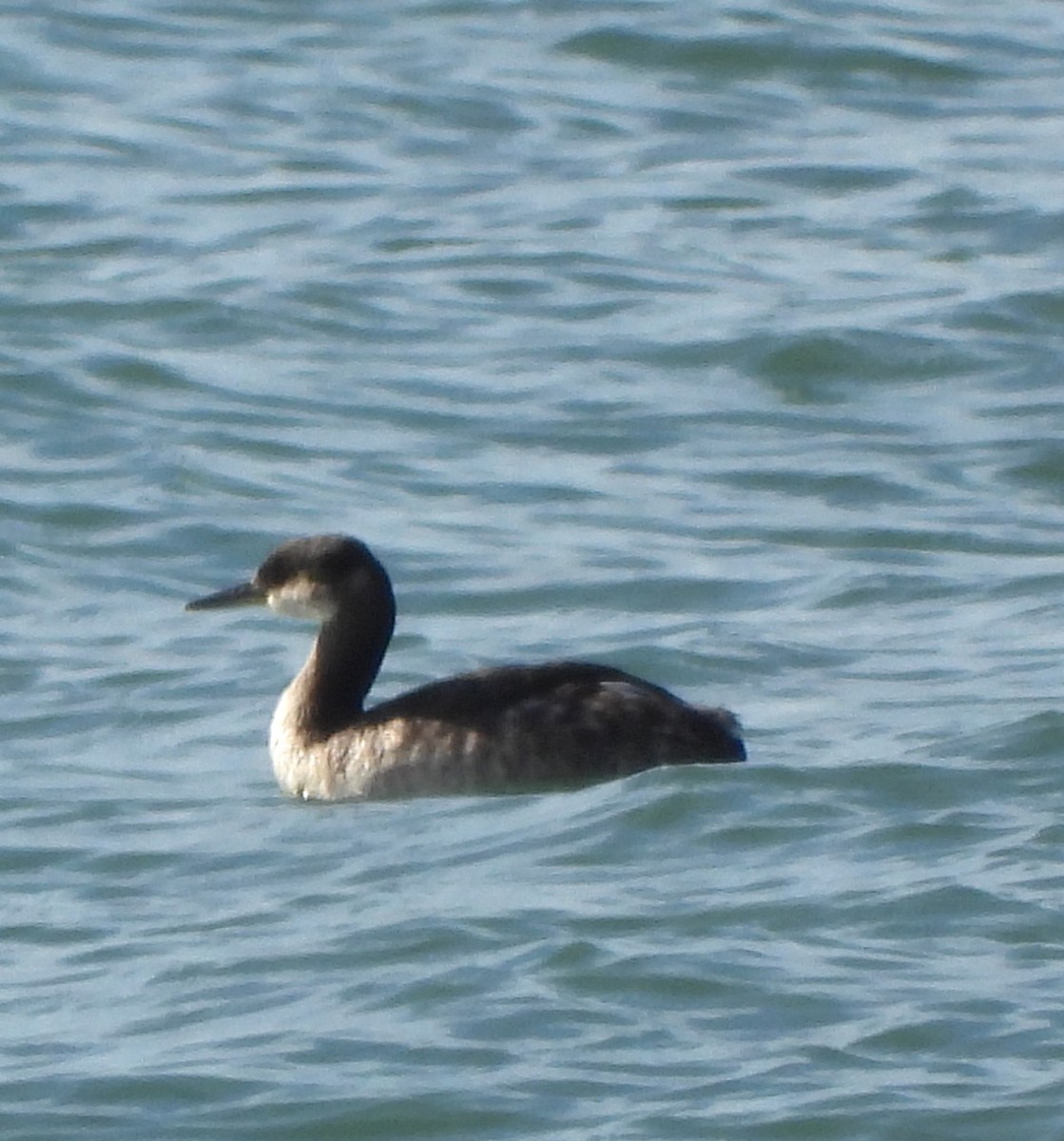 Red-necked Grebe - ML613839537