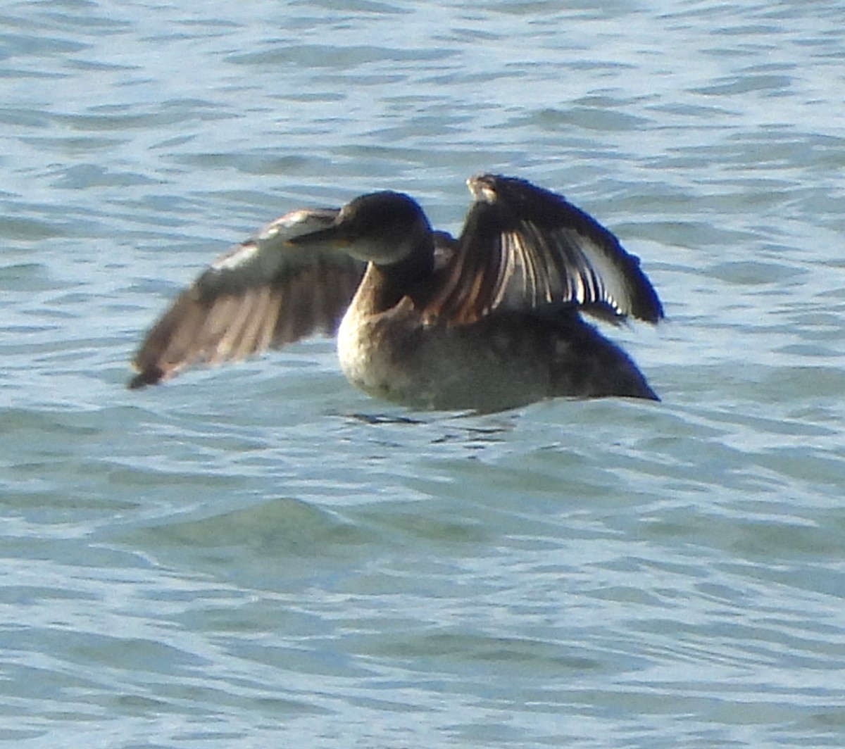 Red-necked Grebe - ML613839538