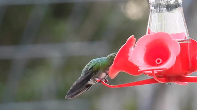 kolibřík lesklý - ML613839769