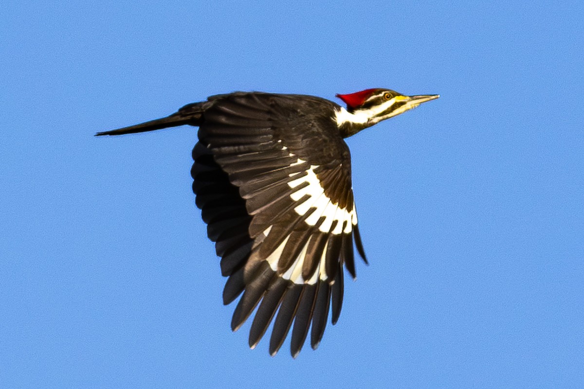 Pileated Woodpecker - ML613840004