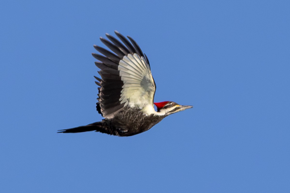 Pileated Woodpecker - ML613840005