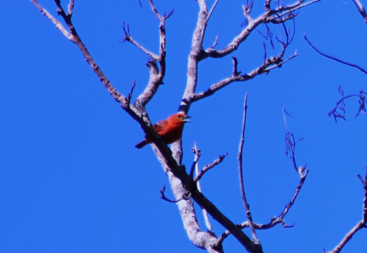 Hepatic Tanager (Lowland) - ML613840067