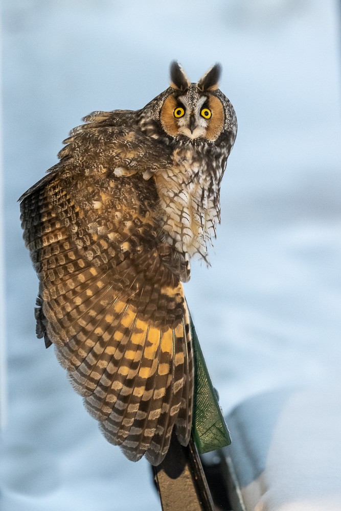 Long-eared Owl - ML613840161